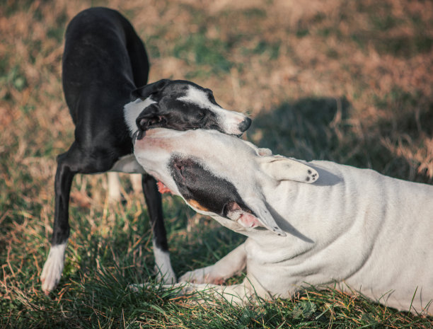 狗拥抱图片下载