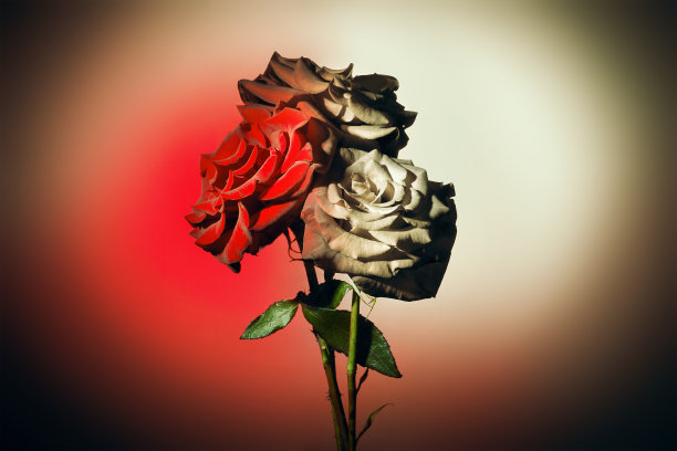 彩色背景上的玫瑰图片下载