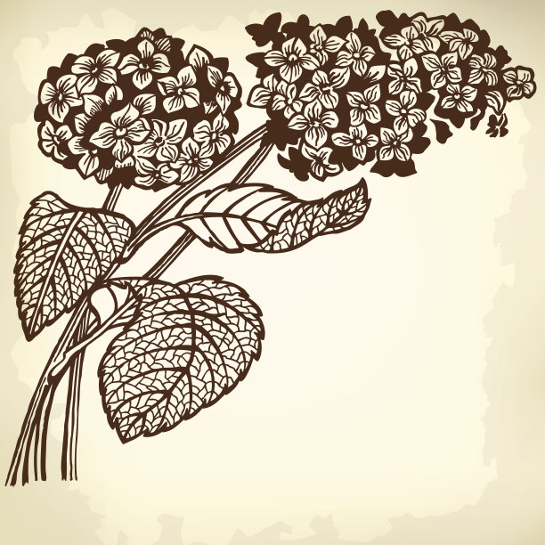 绣球花分支图片下载