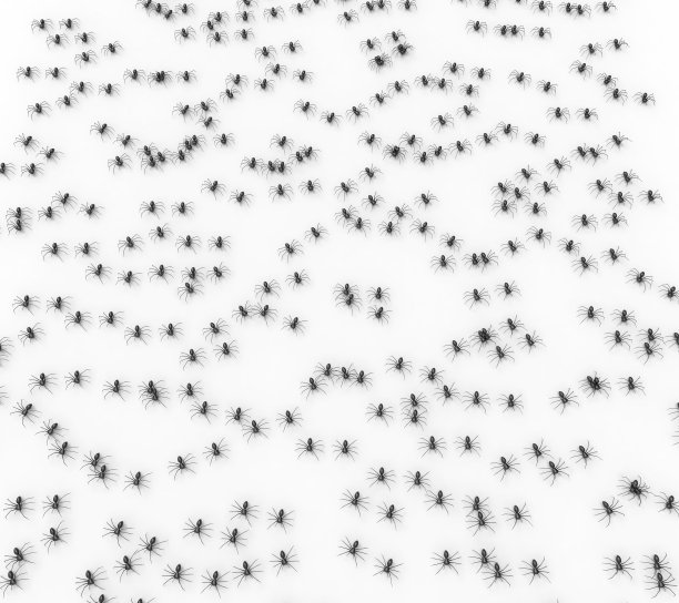 许多蜘蛛孤立在白色的背景上图片下载