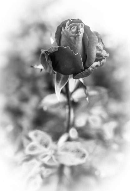 黑玫瑰白色小插画图片下载