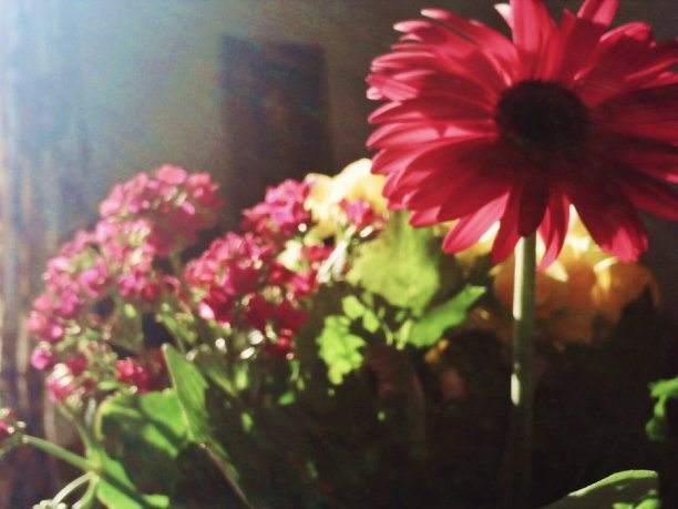 阳光下的雏菊图片下载