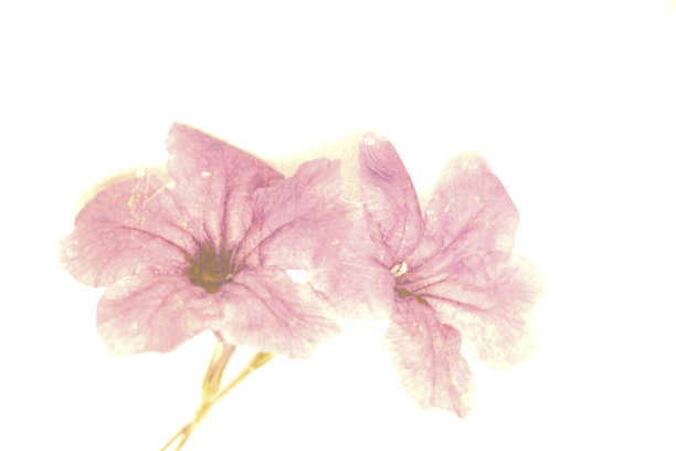 白色背景上的粉彩花图片下载
