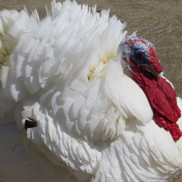 蓬乱的羽毛图片下载