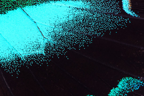 蓝色和绿色的蝴蝶翅膀图片下载