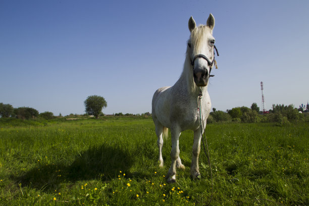 白色的马.