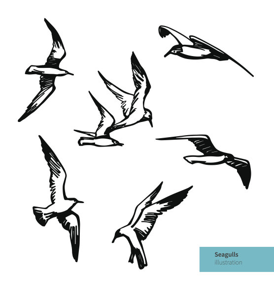 向量集飞行海鸥插图。图片下载