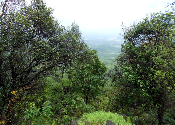 在森林里的山的边缘的树图片下载