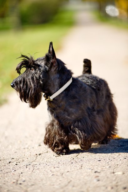 苏格兰梗犬图片下载