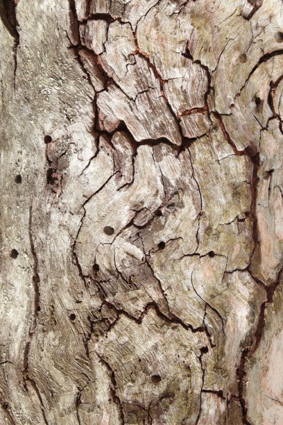 树的纹理图片下载