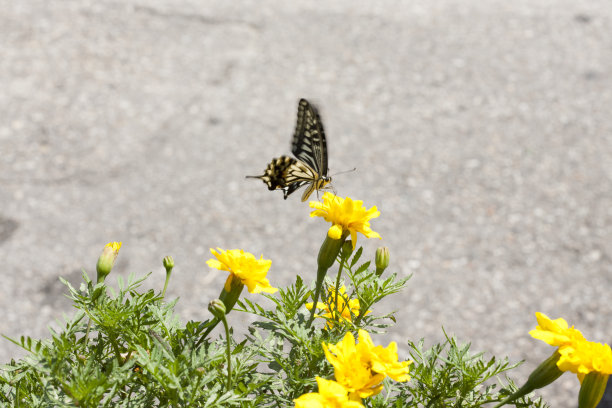 蝴蝶,孔雀草图片下载