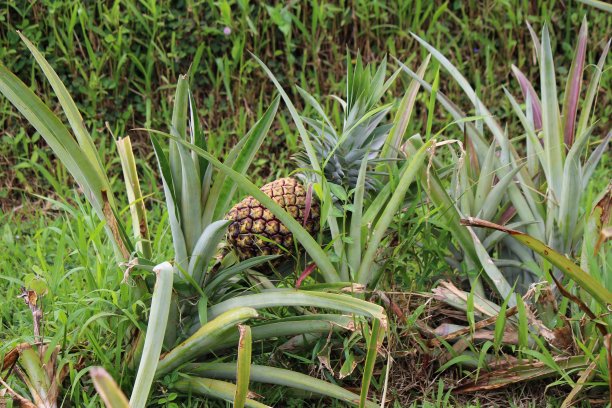 菠萝图片下载