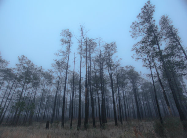 灰色的雾笼罩着海上的松林图片下载