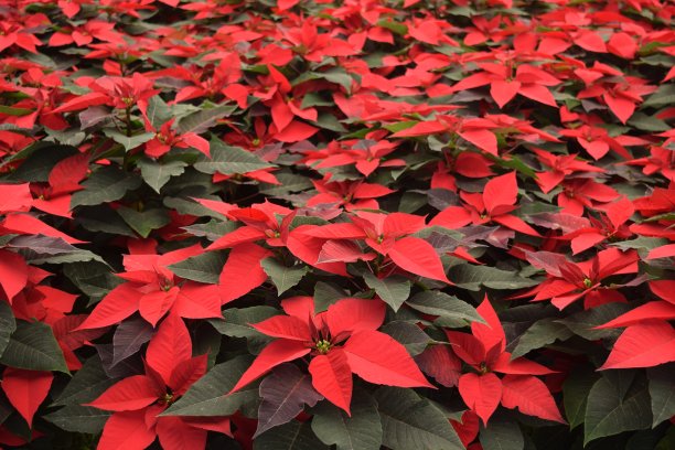 一品红图片下载