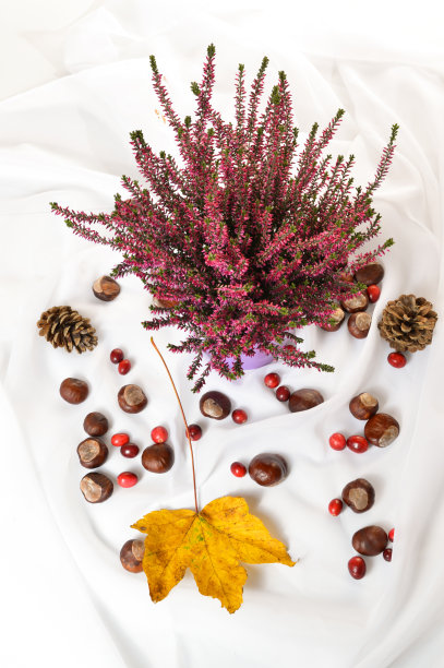 秋天大自然的概念。叶子、石南花和栗子图片下载