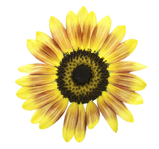 白色背景上的向日葵图片下载