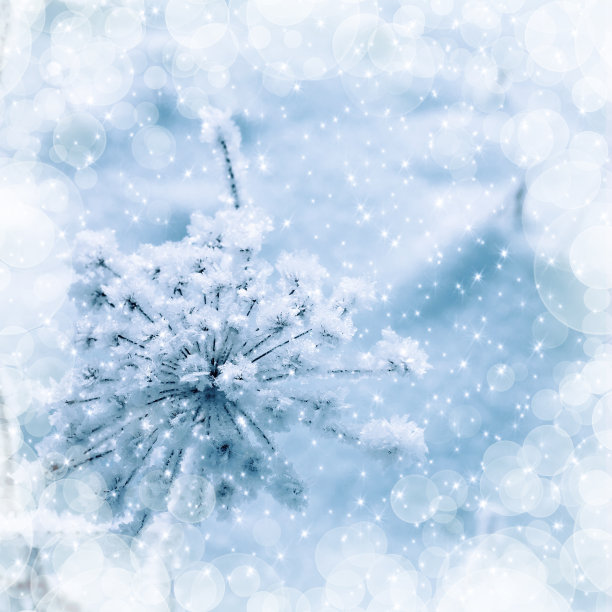 在冬日圣诞的背景下，干枯的草地上覆盖着白霜图片下载