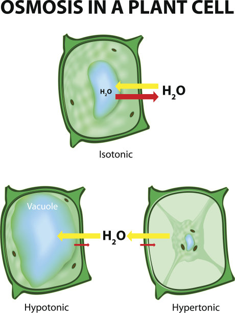 植物细胞中的渗透作用素材图片