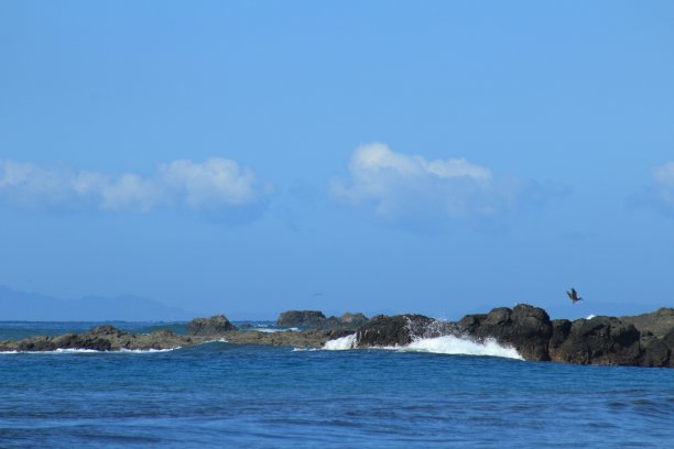 鸟在岩石上图片下载