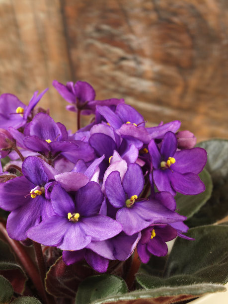 圣保利亚花图片下载