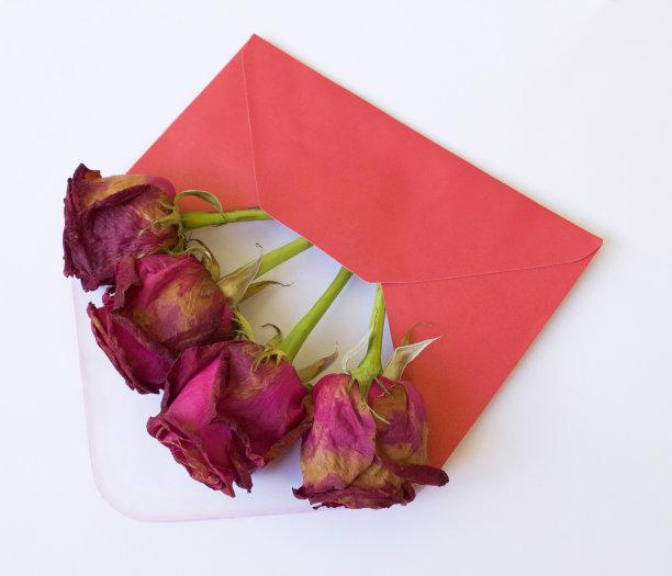 死玫瑰在信封-侧角图片下载