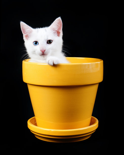 小白猫从黄色花盆里探出头来图片下载