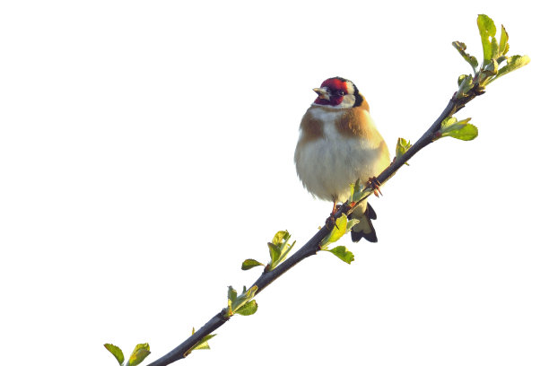 金翅雀图片下载