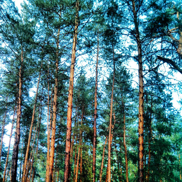 森林景观。图片下载