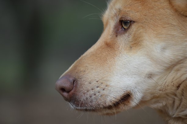 狗的特写照片图片下载