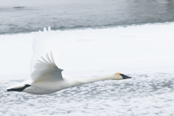 飞翔的号手天鹅图片下载