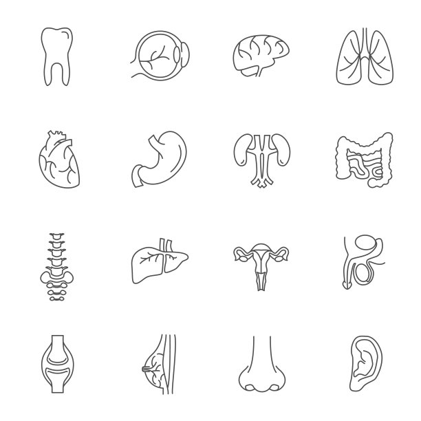 人体器官细线图标设置。向量图片下载