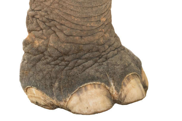 问你一个喜欢你的大象的脚图片下载