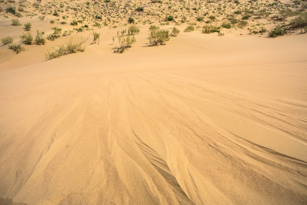 沙漠中罕见的多节灌木图片下载