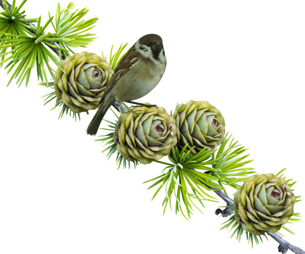 云杉树枝和一只鸟图片下载