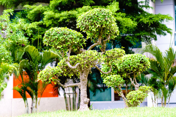 科伊，公园里的暹罗灌木。图片下载