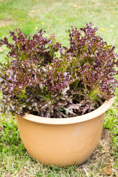 红橡木塑料罐图片下载