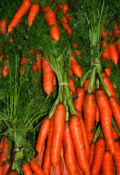 花园新鲜胡萝卜图片下载