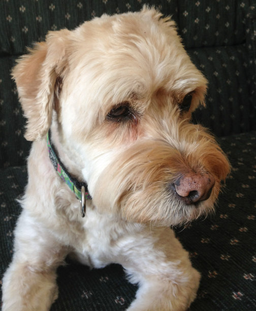 大狗鼻子图片下载