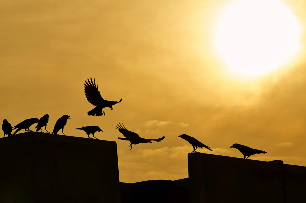 乌鸦群的剪影图片下载