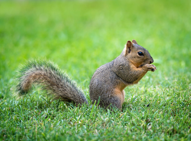 小东方狐松鼠(Sciurus niger)在花园里图片下载
