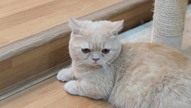 可爱的小棕猫图片下载