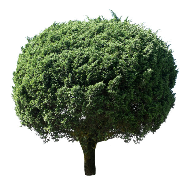 树孤立的白色背景图片下载