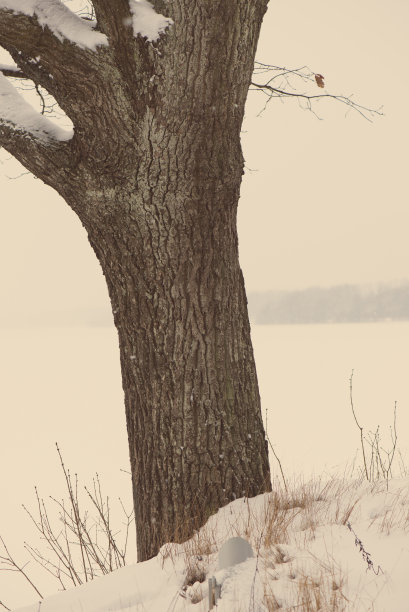 美丽的雪景冬天与树木老照片图片下载