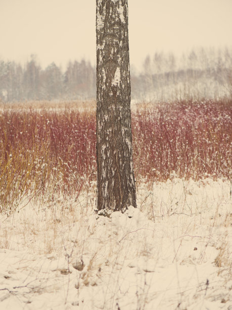 美丽的雪景冬天与树木老照片图片下载