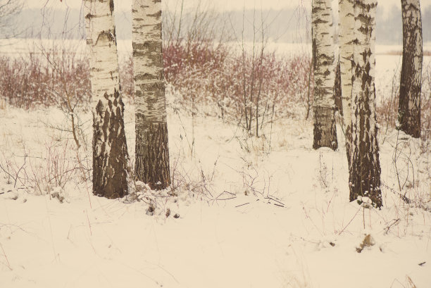 美丽的雪景冬天与树木老照片图片下载
