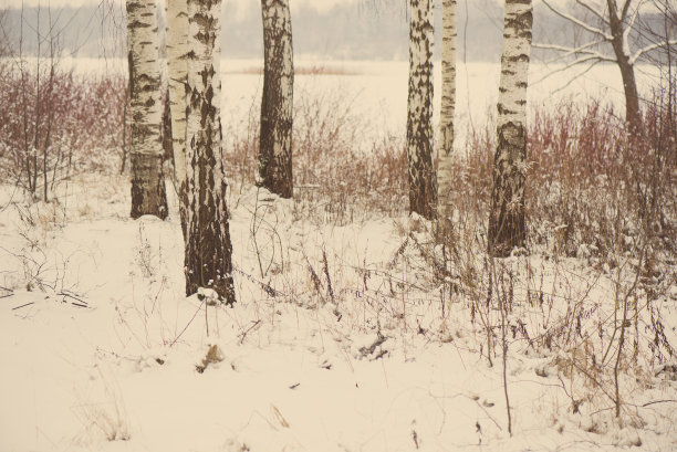 美丽的雪景冬天与树木老照片图片下载
