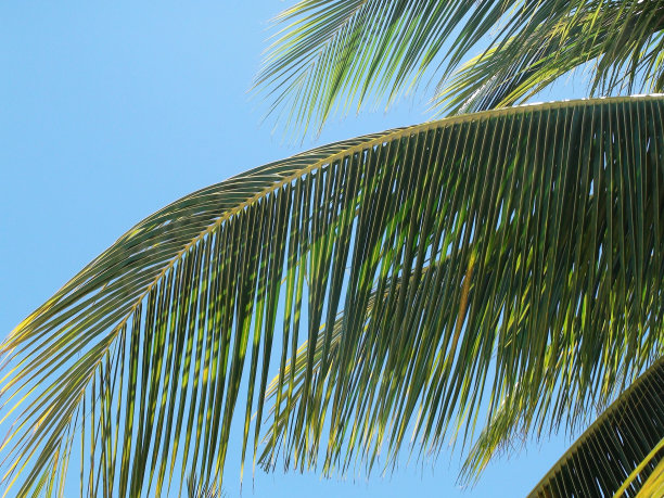 近距离的棕榈树叶图片下载