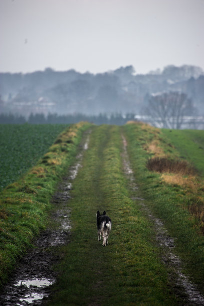 有个哈士奇去旅行图片下载