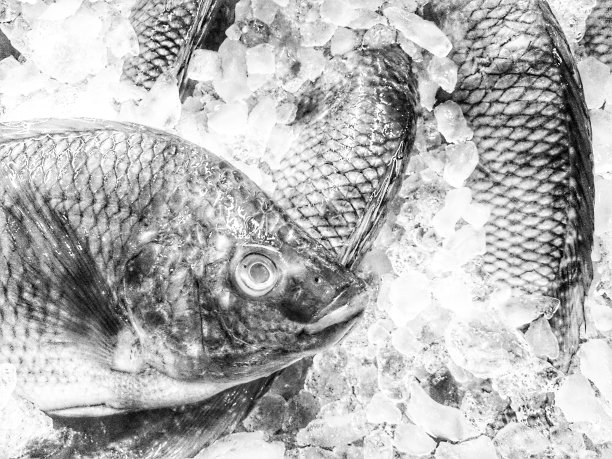 新鲜的鱼在冰上，黑白照片图片下载