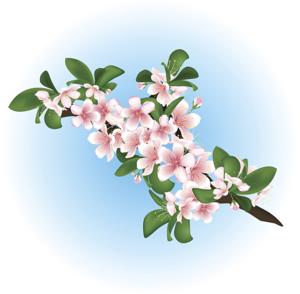 樱花分支。图片下载